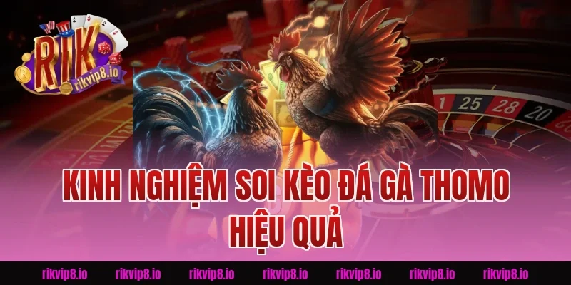 Kinh Nghiệm Soi Kèo Đá Gà Thomo Hiệu Quả Tại Rikvip